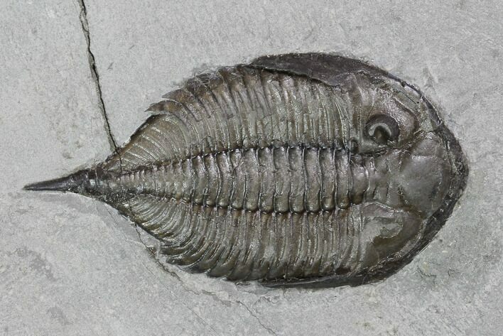 Dalmanites Trilobite Fossil - New York #99086